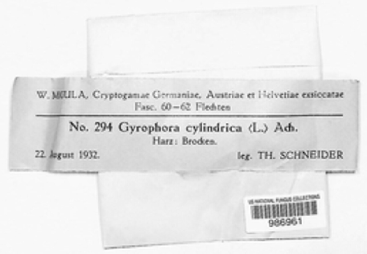 Umbilicaria cylindrica var. cylindrica image